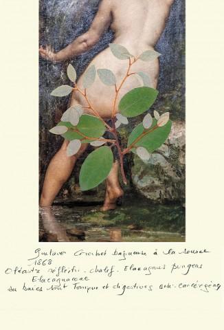 Courbet- Oléastre