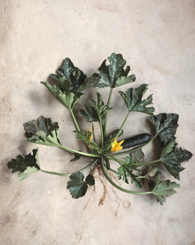 courgette