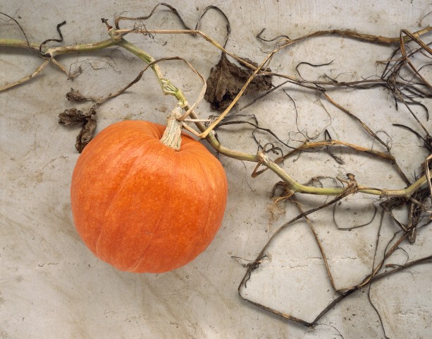 Citrouille de Bresse