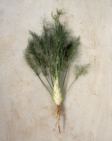 fenouil
