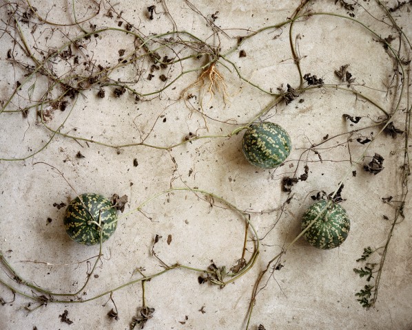 legume