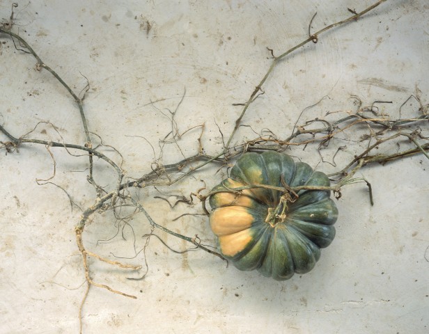 Courge Musque de provence