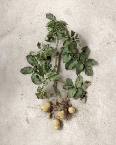 pomme de terre adora