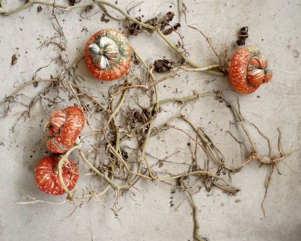courge bonnet turc
