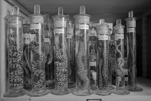 Musée Histoire naturelle Lyon - 16