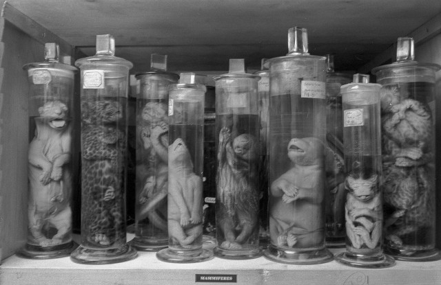 Musée Histoire naturelle Lyon - 12