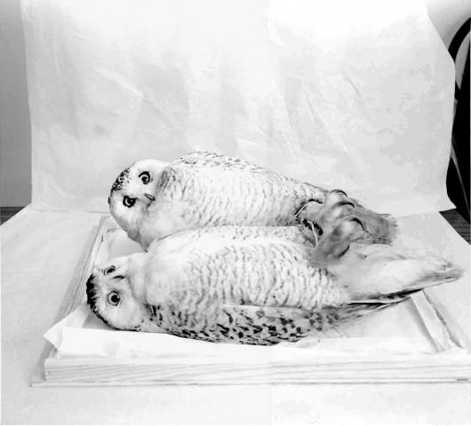 Harfang des neiges copie
