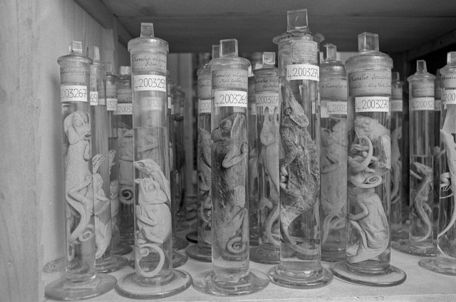 Musée Histoire naturelle Lyon - 14