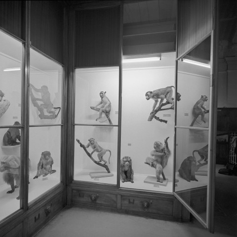 Musée Histoire naturelle Lyon - 11