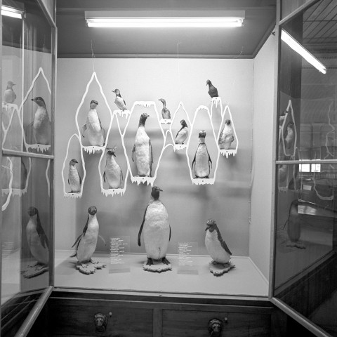 Musée Histoire naturelle Lyon - 10