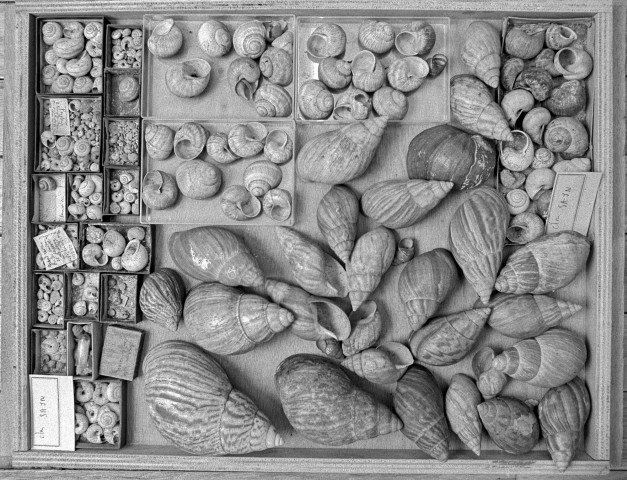 Musée Histoire naturelle Lyon - 15