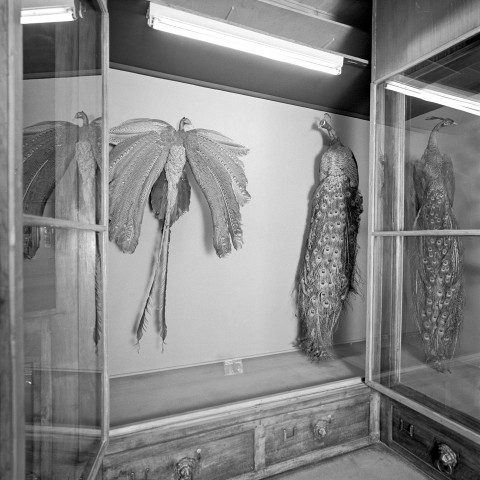Musée Histoire naturelle Lyon - 09