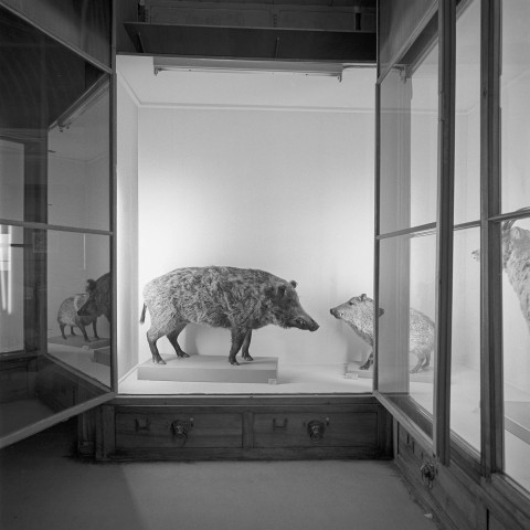 Musée Histoire naturelle Lyon - 13