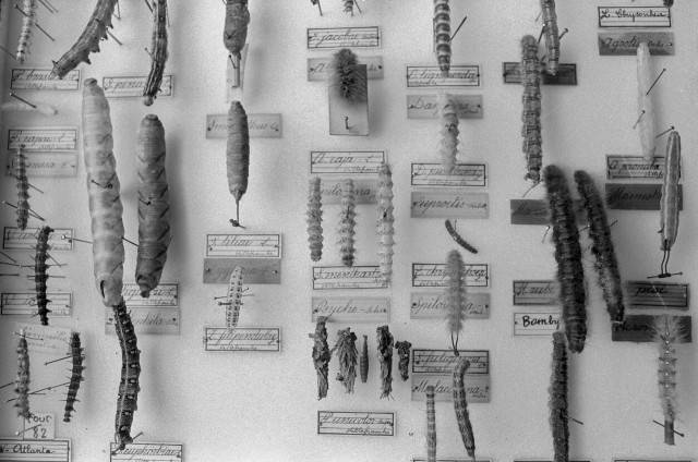 Musée Histoire naturelle Lyon - 17