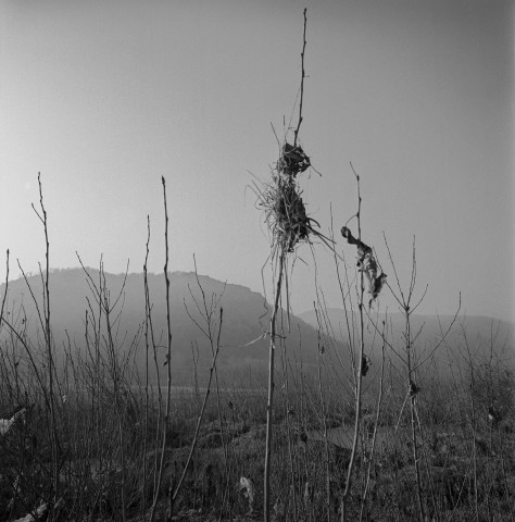 Lônes - 01