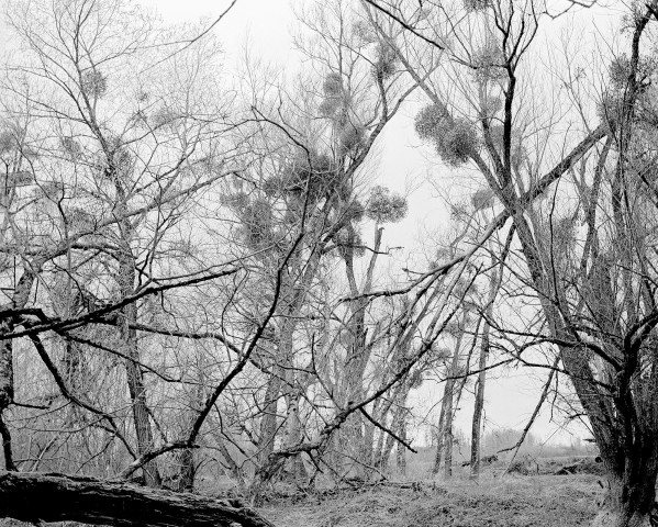 Rimbaud - Roche - 01