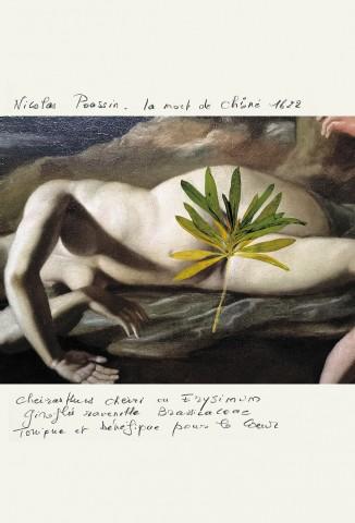 Poussin-Giroflée