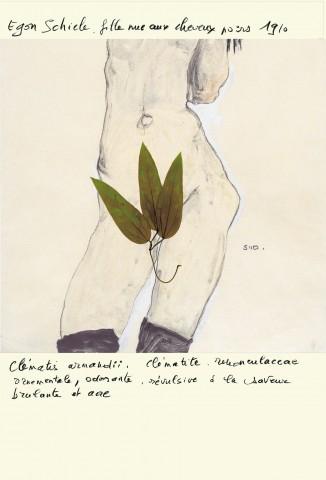 Schiele- Clématite
