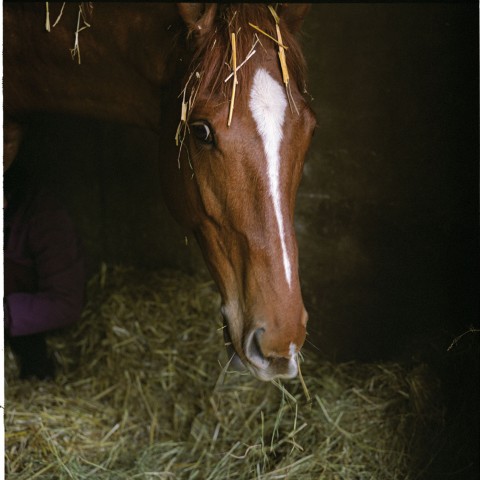 Maisons Laffitte - 07