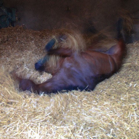 Maisons Laffitte - 10