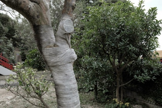 Misuzu Kaneko à Senzaki, Japon, 2014 - 35