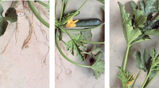 Une image cultivée, Courgette Cora